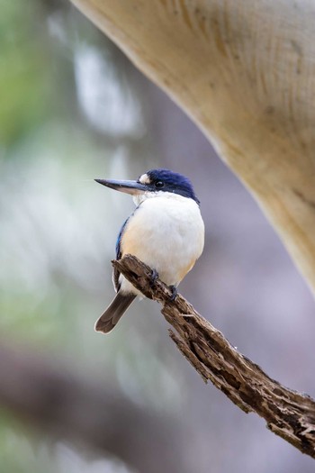 Forest Kingfisher