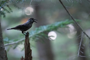 Spotted Nutcracker 富士山５号目 Wed, 9/13/2023