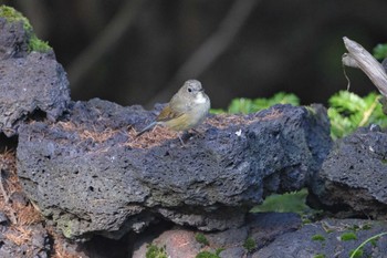 Red-flanked Bluetail 富士山５号目 Wed, 9/13/2023