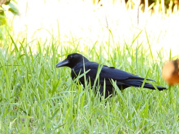 Large-billed Crow(osai) Ishigaki Island Tue, 11/21/2023
