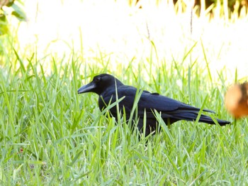 Tue, 11/21/2023 Birding report at Ishigaki Island