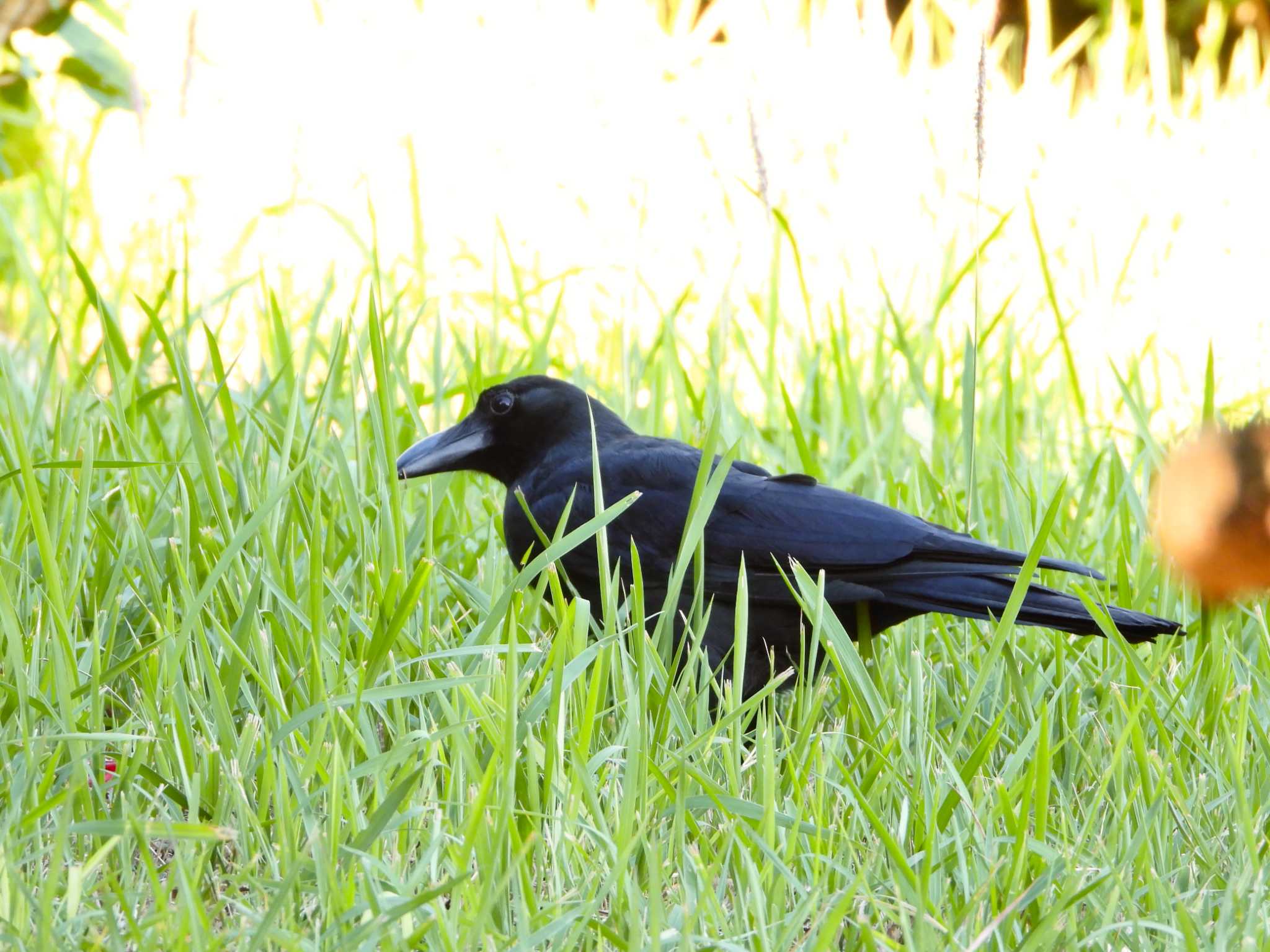 Photo of Large-billed Crow(osai) at Ishigaki Island by ｱ