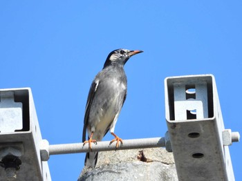 White-cheeked Starling Ishigaki Island Wed, 11/22/2023