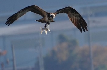 2023年12月15日(金) 大和川の野鳥観察記録