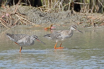 Spotted Redshank Unknown Spots Mon, 10/1/2018