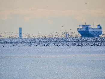 カワウ 葛西臨海公園 2023年12月1日(金)