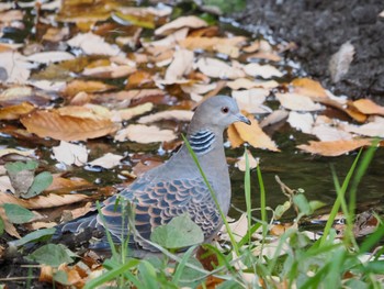 キジバト 葛西臨海公園 撮影日未設定