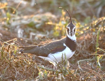 Northern Lapwing 平塚田んぼ Sun, 12/10/2023