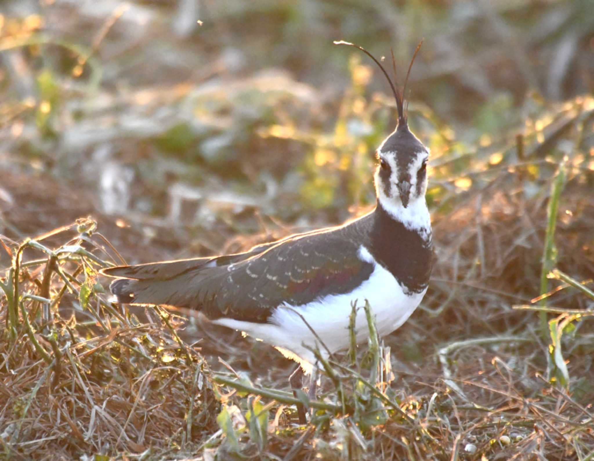 Photo of Northern Lapwing at 平塚田んぼ by TOM57