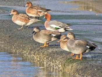 オカヨシガモ 葛西臨海公園 2023年12月1日(金)