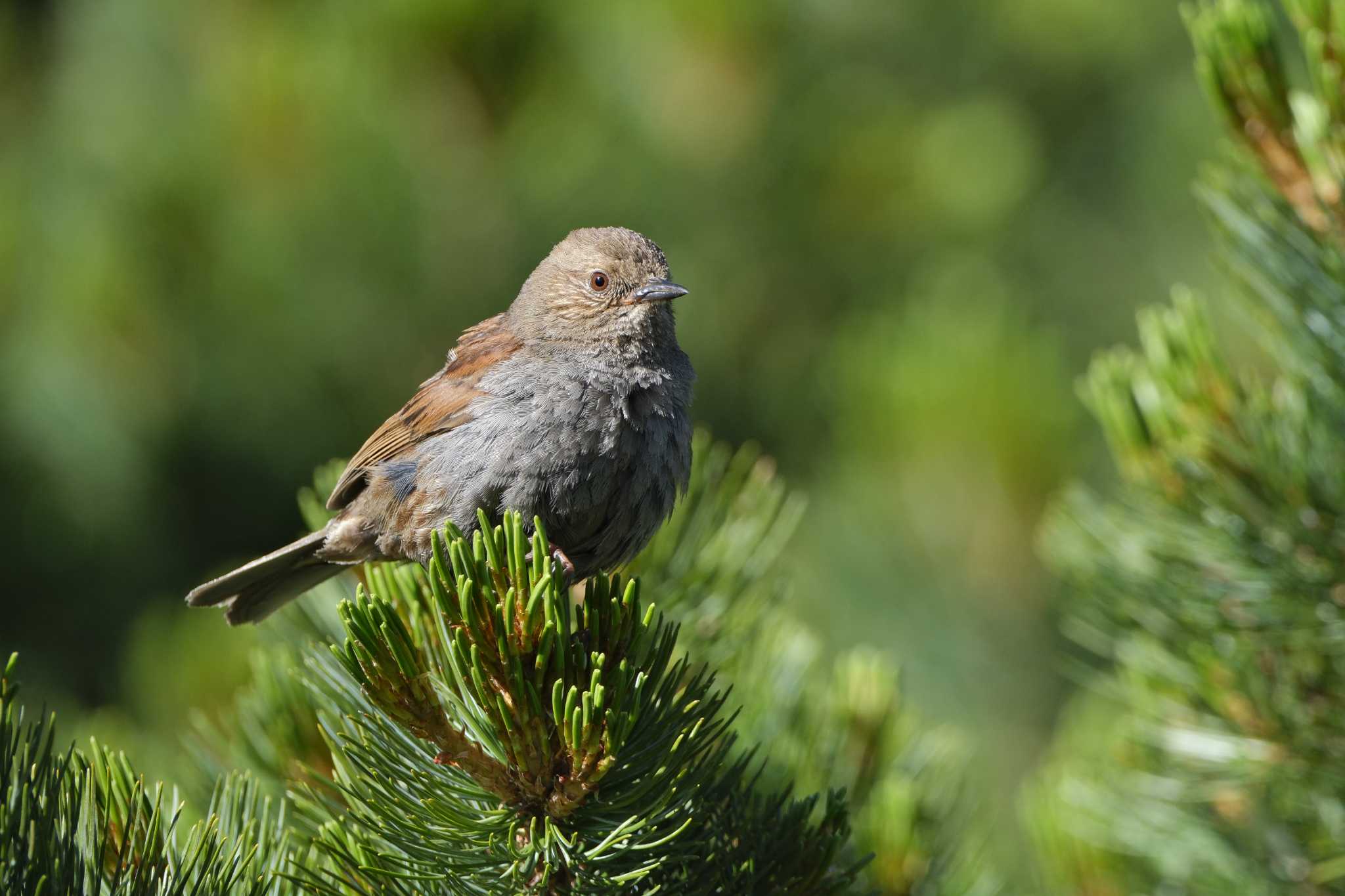 Japanese Accentor