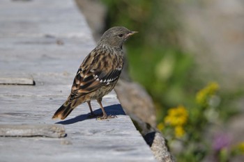 Alpine Accentor 乗鞍岳 Sun, 7/30/2023