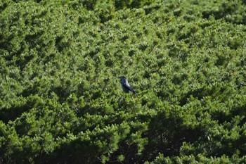 Spotted Nutcracker 乗鞍岳 Sun, 7/30/2023