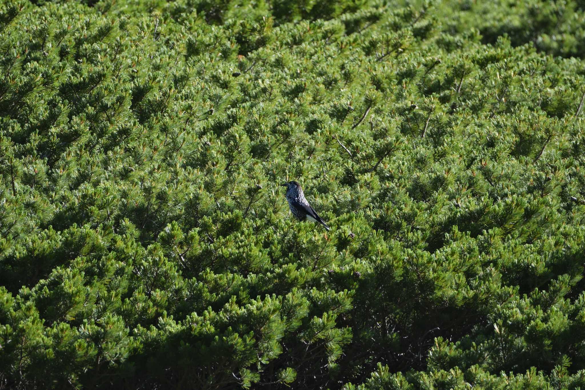 Spotted Nutcracker