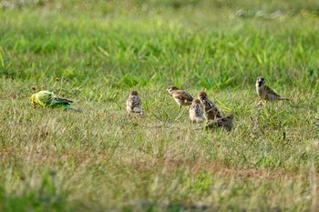 Budgerigar Unknown Spots Wed, 7/25/2018