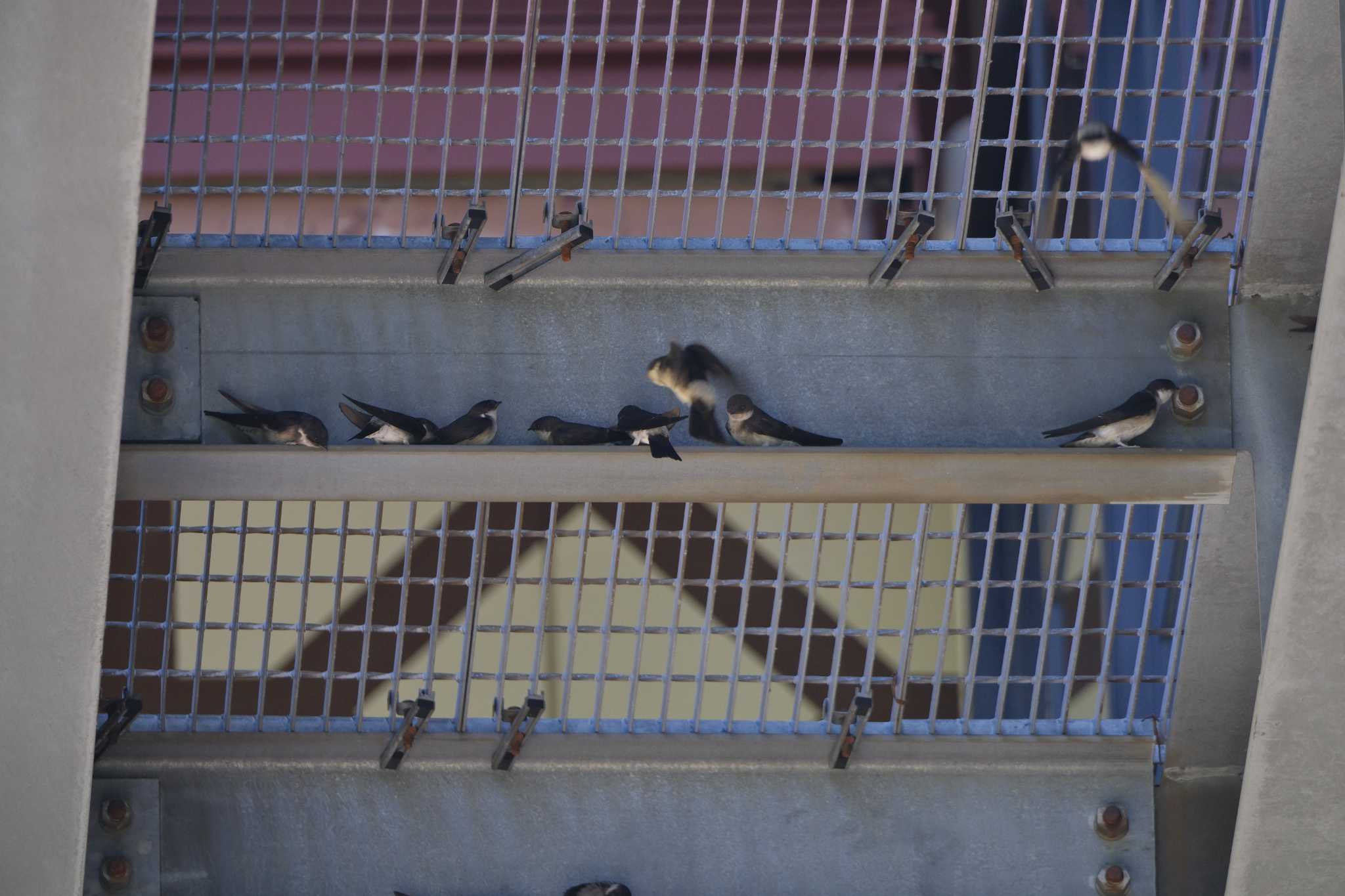 Asian House Martin