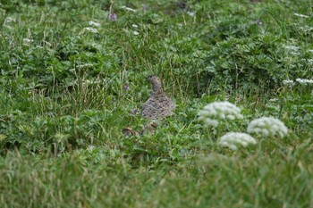 Rock Ptarmigan 乗鞍岳 Sun, 7/30/2023