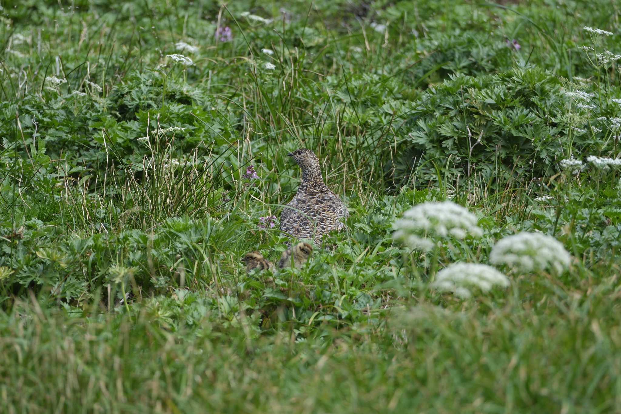 ライチョウ