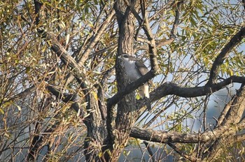 Eurasian Goshawk 多々良沼公園 Fri, 12/15/2023