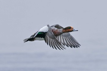 Eurasian Wigeon 多々良沼公園 Fri, 12/15/2023