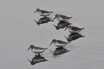 Dunlin 多々良沼公園 Fri, 12/15/2023