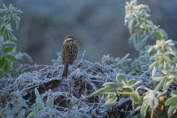 Meadow Bunting Akigase Park Sun, 12/3/2023