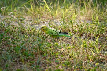 Budgerigar Unknown Spots Wed, 7/25/2018