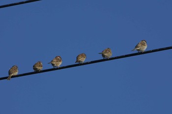 Eurasian Tree Sparrow Akigase Park Sun, 12/3/2023