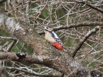 Great Spotted Woodpecker 平筒沼(宮城県登米市) Thu, 12/14/2023