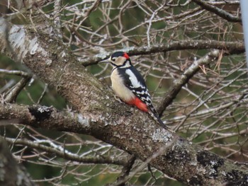 Great Spotted Woodpecker 平筒沼(宮城県登米市) Thu, 12/14/2023