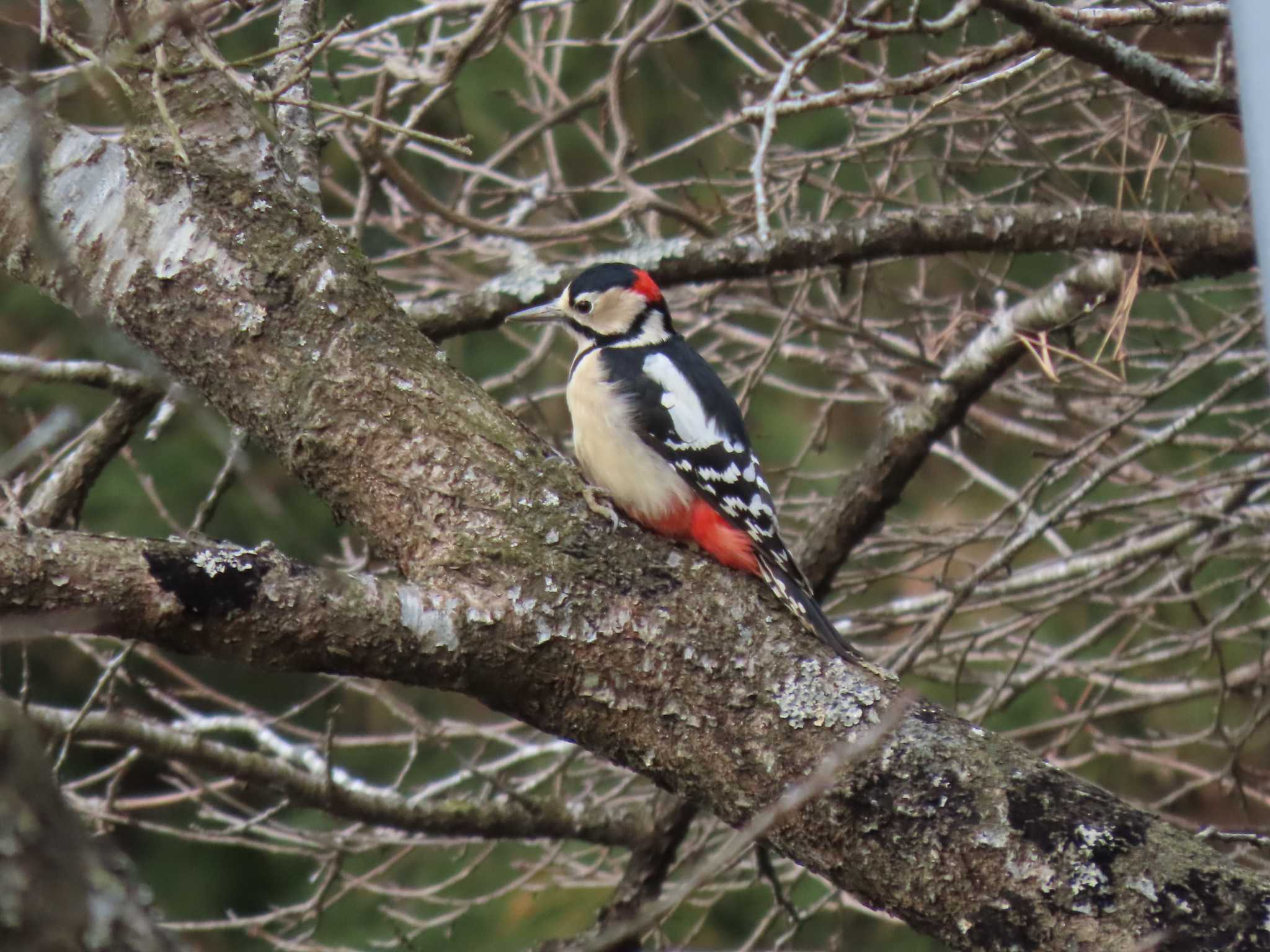 Great Spotted Woodpecker