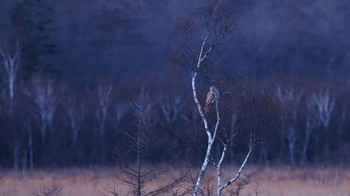 Ural Owl Senjogahara Marshland Wed, 12/13/2023