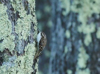 Eurasian Treecreeper Senjogahara Marshland Wed, 12/13/2023