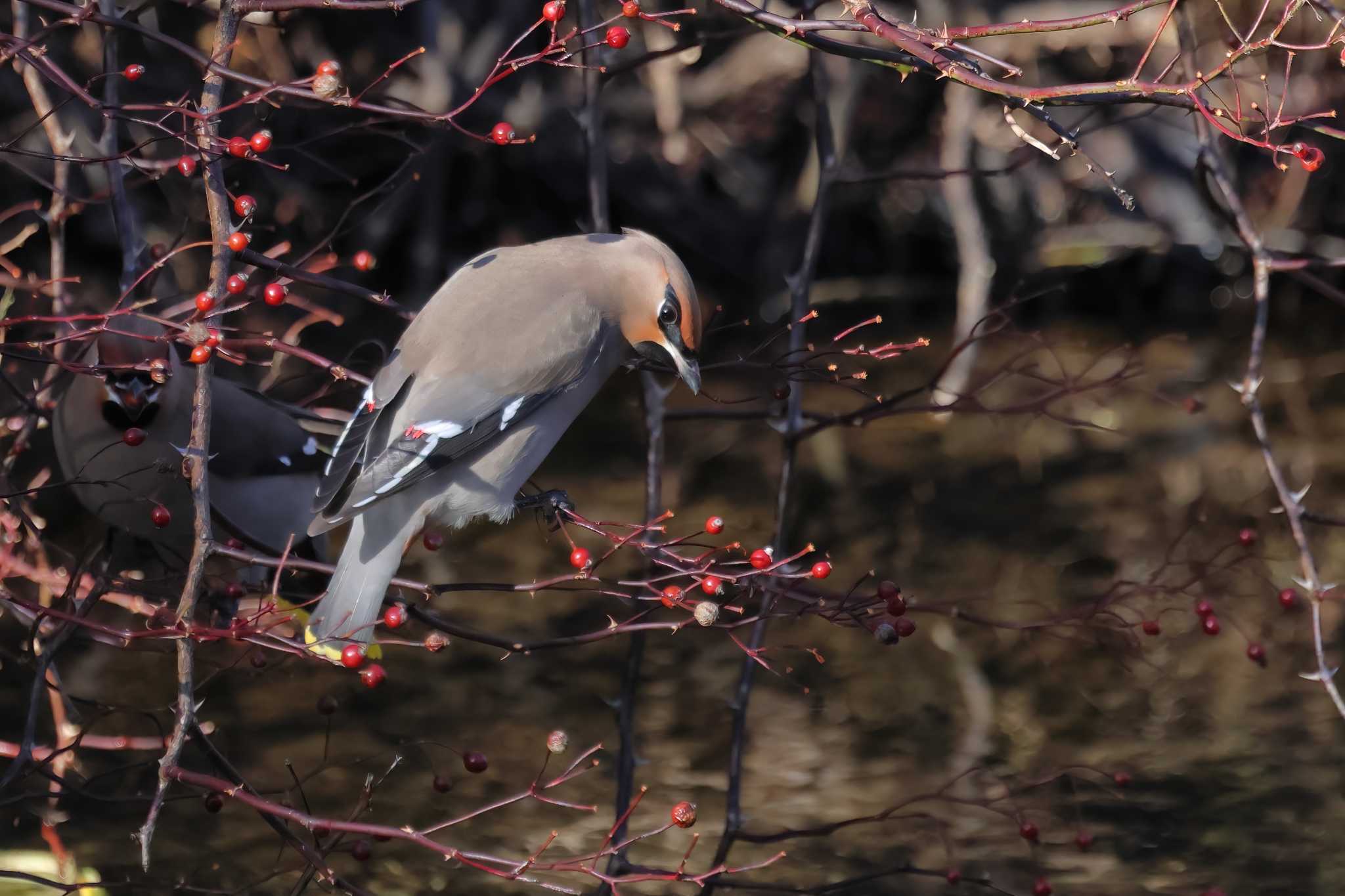 Photo of Bohemian Waxwing at Senjogahara Marshland by Siva_River