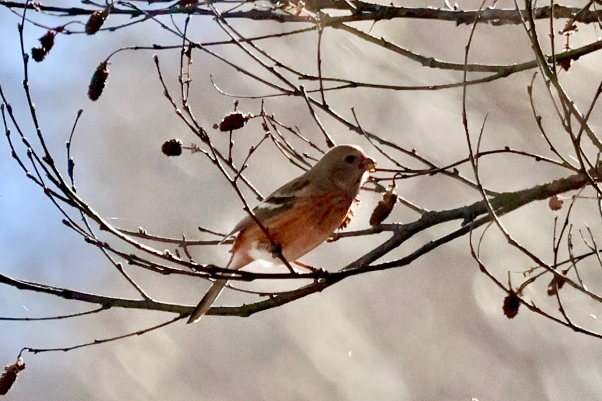 Siberian Long-tailed Rosefinch