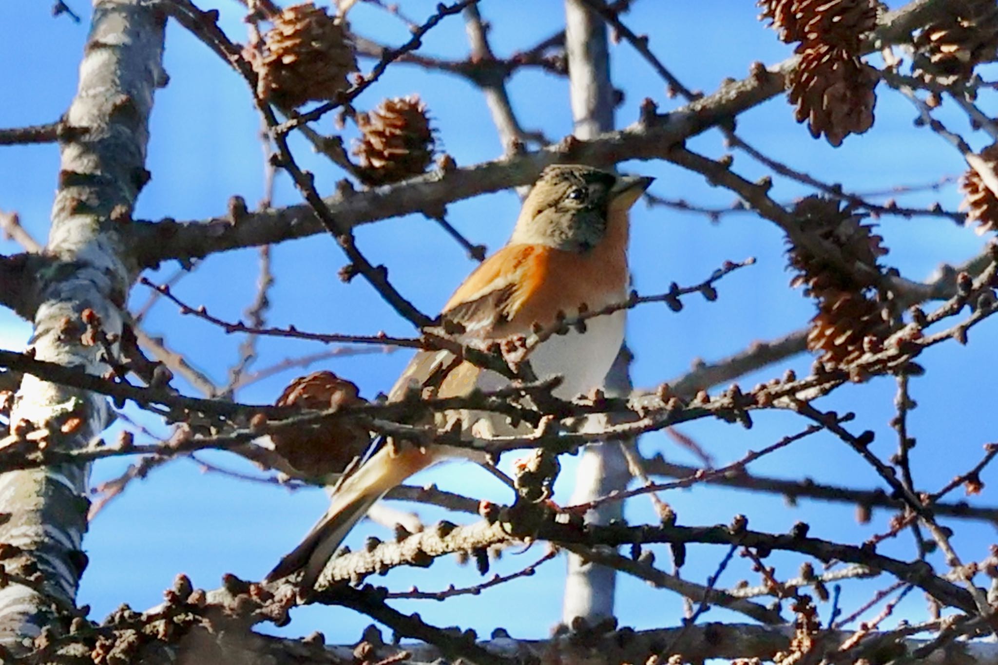 Brambling