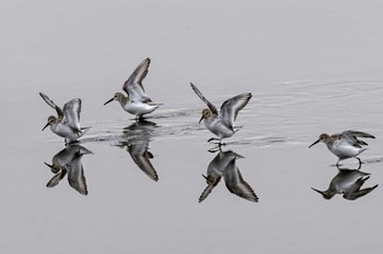 Dunlin 多々良沼公園 Fri, 12/15/2023