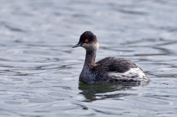 ハジロカイツブリ 葛西臨海公園 2023年11月25日(土)