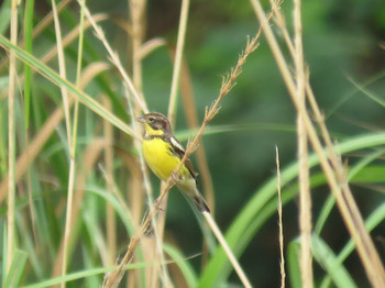 Yellow-breasted Bunting タイ北部 Tue, 1/17/2017