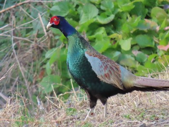 Green Pheasant 平筒沼(宮城県登米市) Thu, 12/14/2023