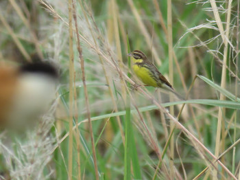 Yellow-breasted Bunting タイ北部 Tue, 1/17/2017