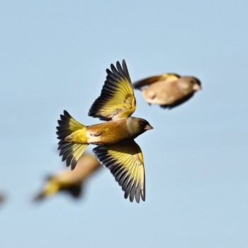 Grey-capped Greenfinch 家の近所 Wed, 12/13/2023