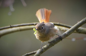 Daurian Redstart 立田山 Thu, 12/24/2015