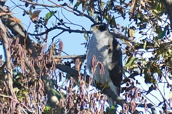 Eurasian Goshawk Mizumoto Park Thu, 12/14/2023