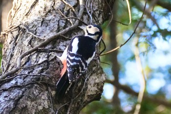 Great Spotted Woodpecker Mizumoto Park Thu, 12/14/2023
