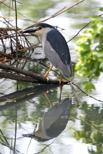 Black-crowned Night Heron 琵琶湖 Sun, 5/15/2016