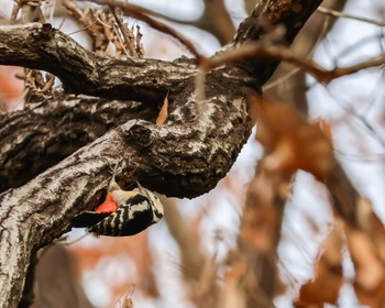 Great Spotted Woodpecker Kitamoto Nature Observation Park Fri, 12/15/2023