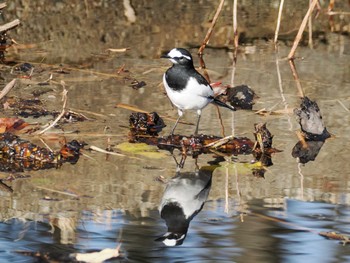 Japanese Wagtail Showa Kinen Park Tue, 12/12/2023