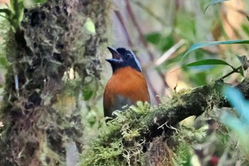 フウキンチョウモドキ