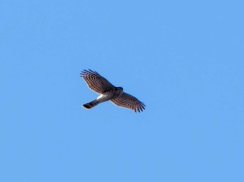 Eurasian Sparrowhawk Shin-yokohama Park Thu, 12/14/2023